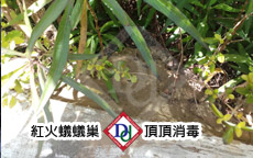 紅火蟻蟻塚