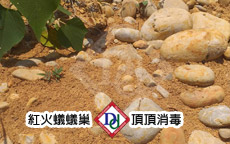 紅火蟻蟻塚