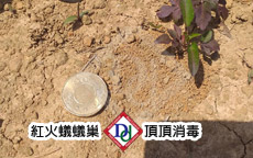 紅火蟻蟻塚