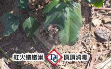 紅火蟻蟻塚
