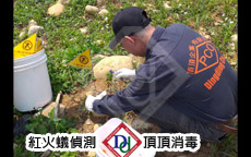 紅火蟻偵測