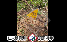 紅火蟻偵測