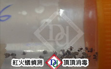 紅火蟻偵測