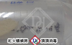 紅火蟻偵測