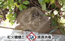 紅火蟻蟻巢