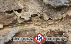 白蟻防治