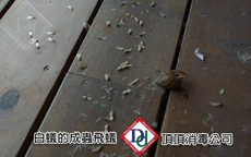白蟻成蟻
