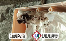 蟻巢清理後的白蟻