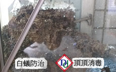 白蟻侵蝕屋樑