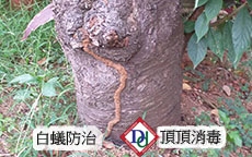 白蟻蟻道