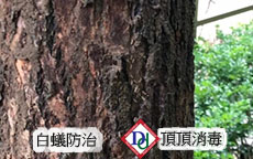 白蟻侵蝕屋樑