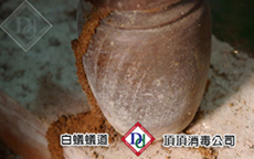危害木頭建物的白蟻