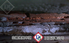 白蟻防治施工
