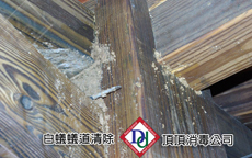 白蟻蟻道