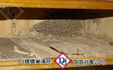 白蟻侵蝕屋樑