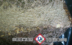 成群的白蟻