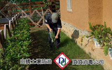 危害木頭建物的白蟻
